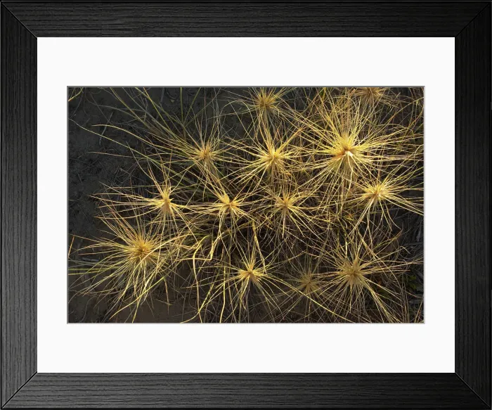 Framed Print : Spinifex plant Framed Print : Spinifex plant