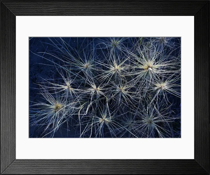 Framed Print : Spinifex grass Framed Print : Spinifex grass