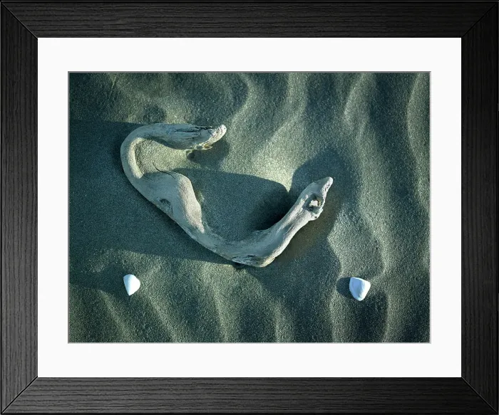 Framed Print : Driftwood and shells in the sand Framed Print : Driftwood and shells in the sand
