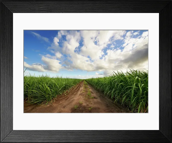 Framed Print : Sugarcane Plantation Framed Print : Sugarcane Plantation