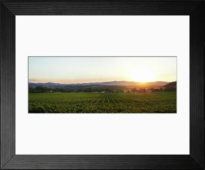 Framed Print : Sunset over Vineyard Framed Print : Sunset over Vineyard