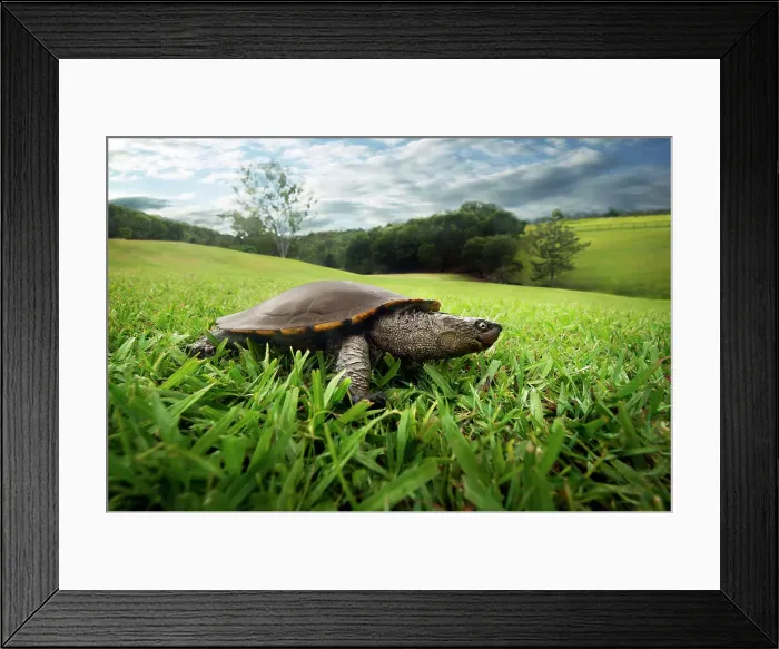 Framed Print : Eastern Long-Necked Turtle Framed Print : Eastern Long-Necked Turtle