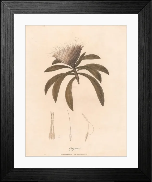 Framed Print : Gaguedi James Heath 1757-1834 British James Bruce Framed Print : Gaguedi James Heath 1757-1834 British James Bruce