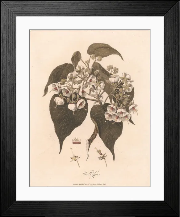 Framed Print : Walkuffa 1789 James Heath 1757-1834 British Framed Print : Walkuffa 1789 James Heath 1757-1834 British