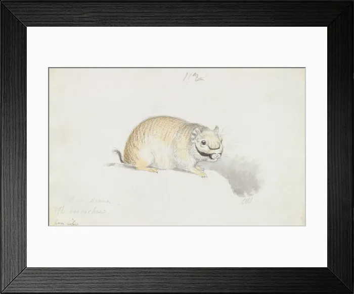 Framed Print : Plains Viscacha Charles Hamilton Smith 1776-1859 Framed Print : Plains Viscacha Charles Hamilton Smith 1776-1859
