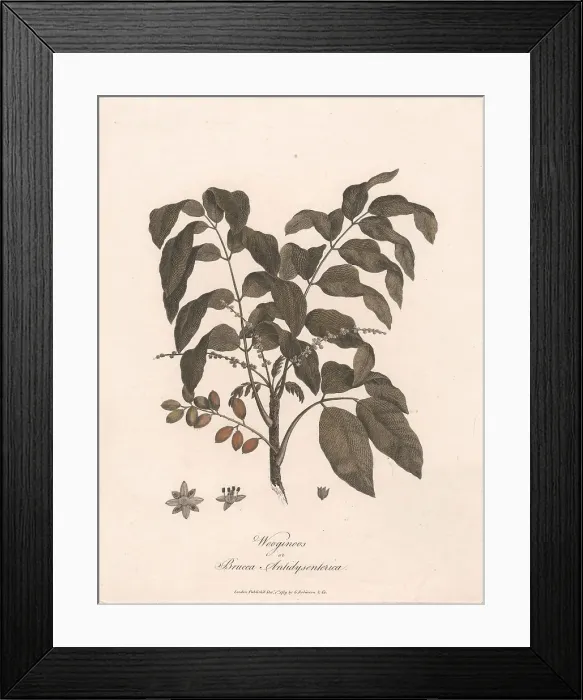Framed Print : Wooginoos Bruces Antidysenterica James Heath Framed Print : Wooginoos Bruces Antidysenterica James Heath