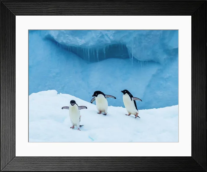 Framed Print : Adelie penguins (Pygoscelis adeliae) on blue iceberg, Danger Islands, Antarctica