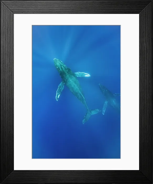 Framed Print : Blue Water Close Approach Endangered Species