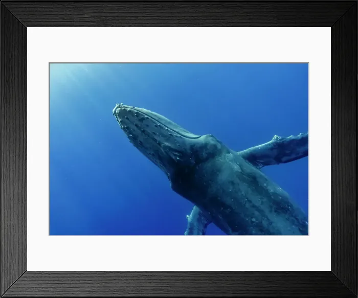Framed Print : Blue Water Close Approach Endangered Species