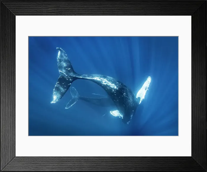 Framed Print : Blue Water Close Approach Endangered Species