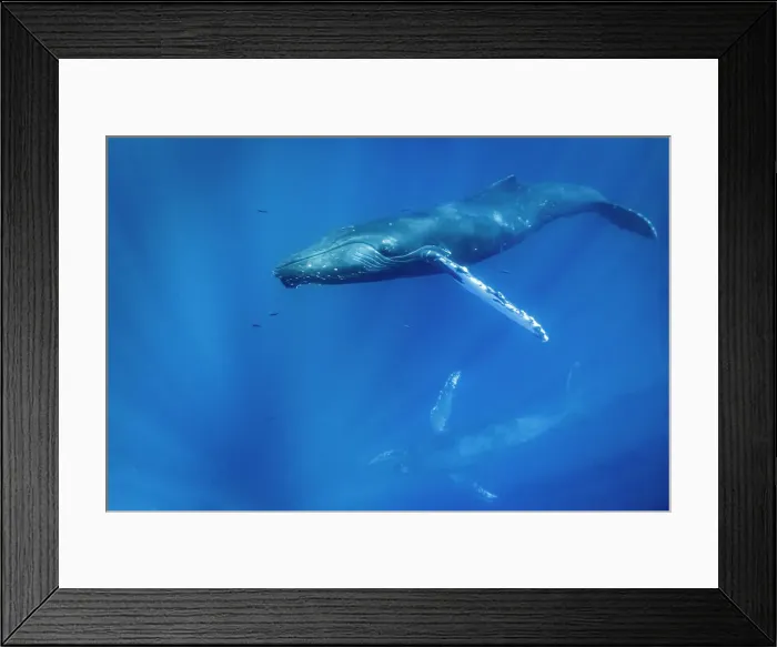 Framed Print : Blue Water Close Approach Endangered Species