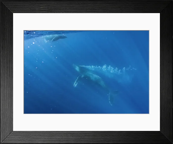 Framed Print : Blue Water Bubbles Close Approach Endangered Species Framed Print : Blue Water Bubbles Close Approach Endangered Species
