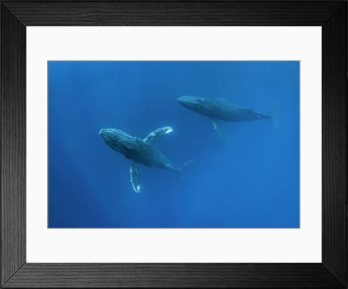 Framed Print : Blue Water Close Approach Endangered Species Framed Print : Blue Water Close Approach Endangered Species