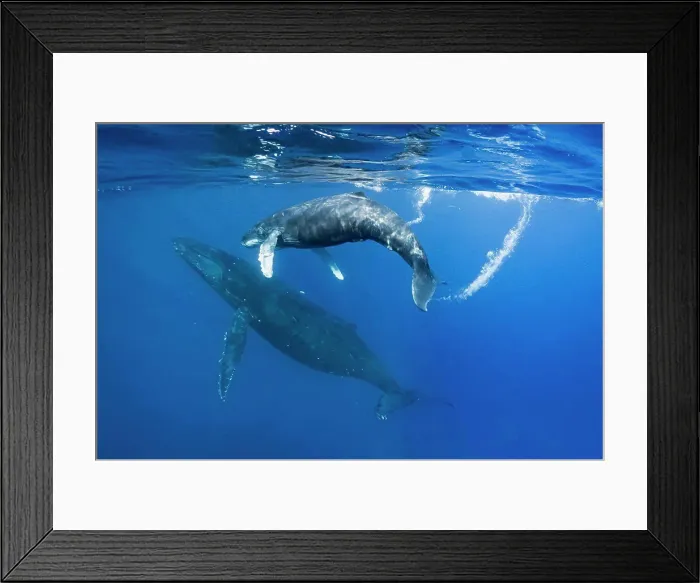 Framed Print : Underwater Photo, Calf following mom, Swimming Humpback Whales (Megaptera novaeangliae), Maui, Hawaii Framed Print : Underwater Photo, Calf following mom, Swimming Humpback Whales (Megaptera novaeangliae), Maui, Hawaii