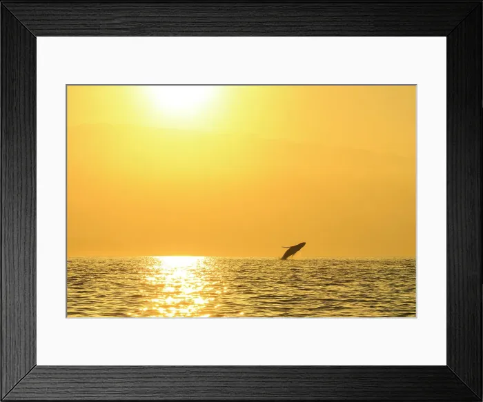 Framed Print : Blue Water Hawaii Hawaiian Islands Hawaiian Islands Humpback Whale National Marine Sanctuary Framed Print : Blue Water Hawaii Hawaiian Islands Hawaiian Islands Humpback Whale National Marine Sanctuary