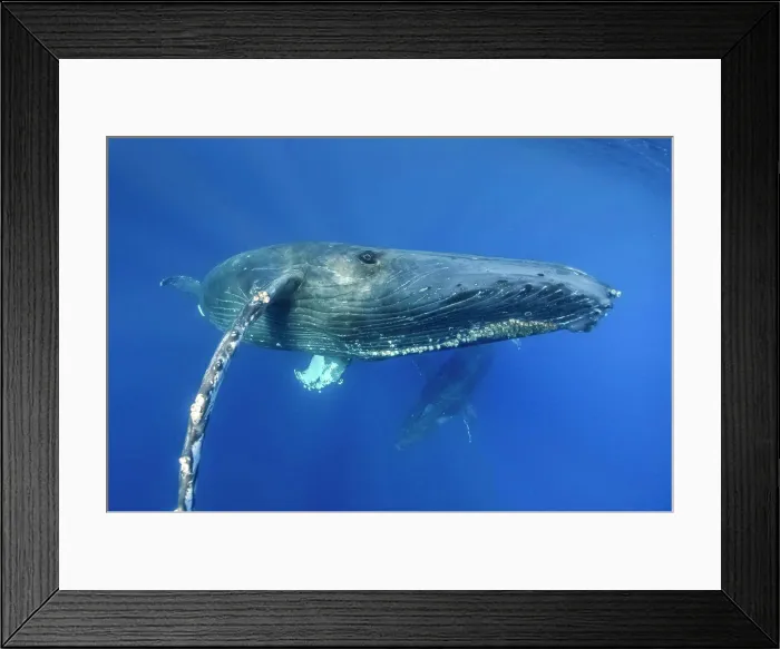 Framed Print : Underwater Photo, eye-to-eye, Swimming Humpback Whale (Megaptera novaeangliae) makes a close approach, Maui, Hawaii Framed Print : Underwater Photo, eye-to-eye, Swimming Humpback Whale (Megaptera novaeangliae) makes a close approach, Maui, Hawaii