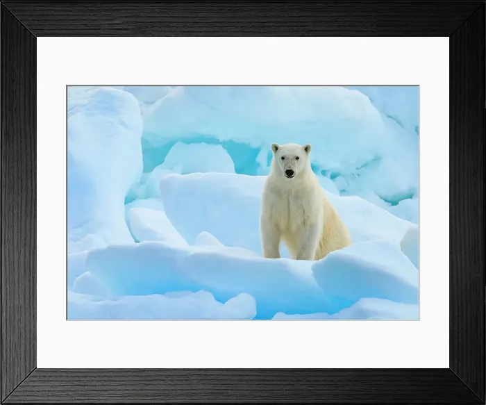 Framed Print : Adventure Travel Arctic Arctic Ocean Climate Change Framed Print : Adventure Travel Arctic Arctic Ocean Climate Change