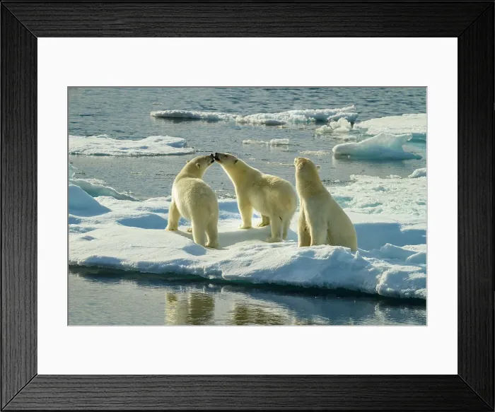 Framed Print : Adventure Travel Arctic Arctic Ocean Climate Change