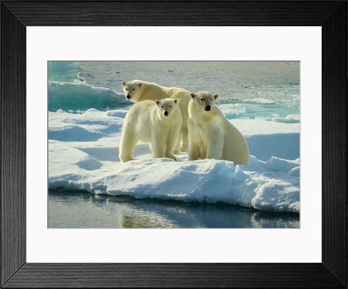 Framed Print : Adventure Travel Arctic Arctic Ocean Climate Change Framed Print : Adventure Travel Arctic Arctic Ocean Climate Change