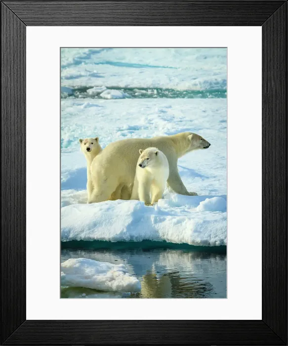 Framed Print : Adventure Travel Arctic Arctic Ocean Climate Change Framed Print : Adventure Travel Arctic Arctic Ocean Climate Change