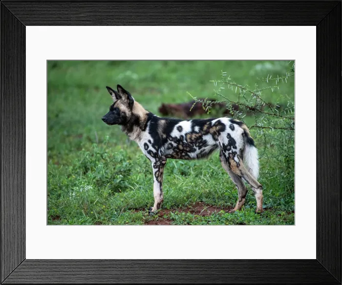 Framed Print : Africa Lycaon Pictus Maka Makanyane South Africa Framed Print : Africa Lycaon Pictus Maka Makanyane South Africa