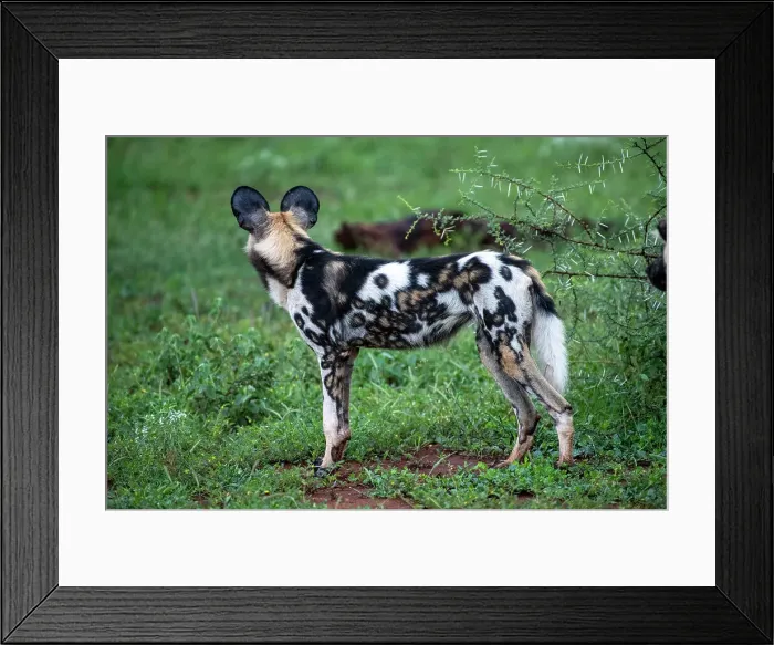 Framed Print : Africa Lycaon Pictus Maka Makanyane South Africa Framed Print : Africa Lycaon Pictus Maka Makanyane South Africa