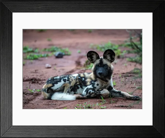 Framed Print : Africa Lycaon Pictus Maka Makanyane South Africa Framed Print : Africa Lycaon Pictus Maka Makanyane South Africa