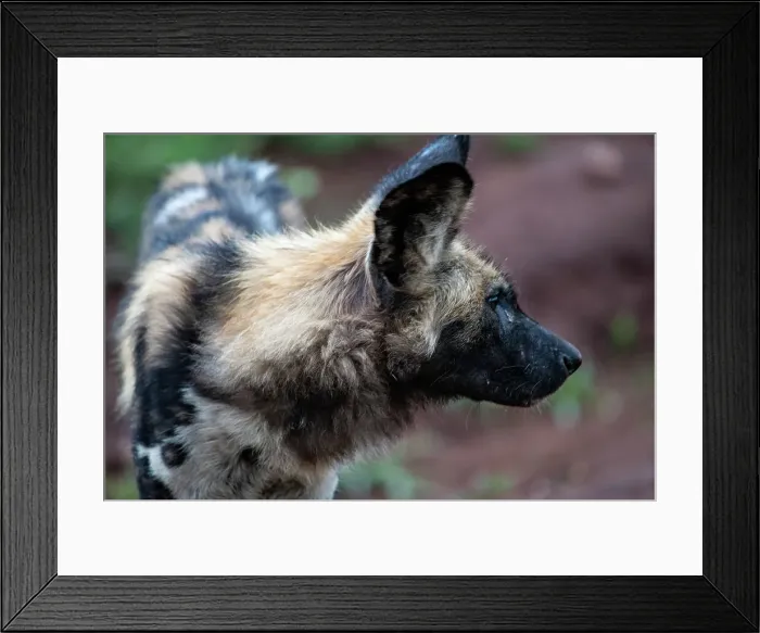 Framed Print : Africa Lycaon Pictus Maka Makanyane South Africa Framed Print : Africa Lycaon Pictus Maka Makanyane South Africa