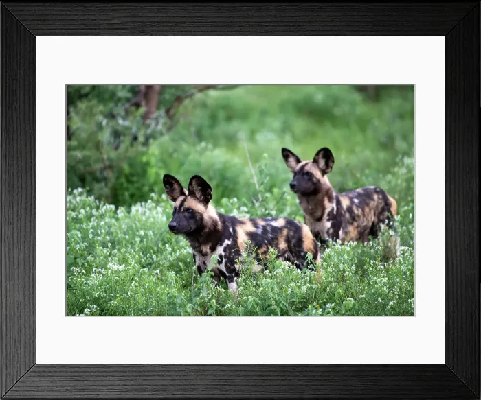 Framed Print : Africa Lycaon Pictus Maka Makanyane South Africa Framed Print : Africa Lycaon Pictus Maka Makanyane South Africa