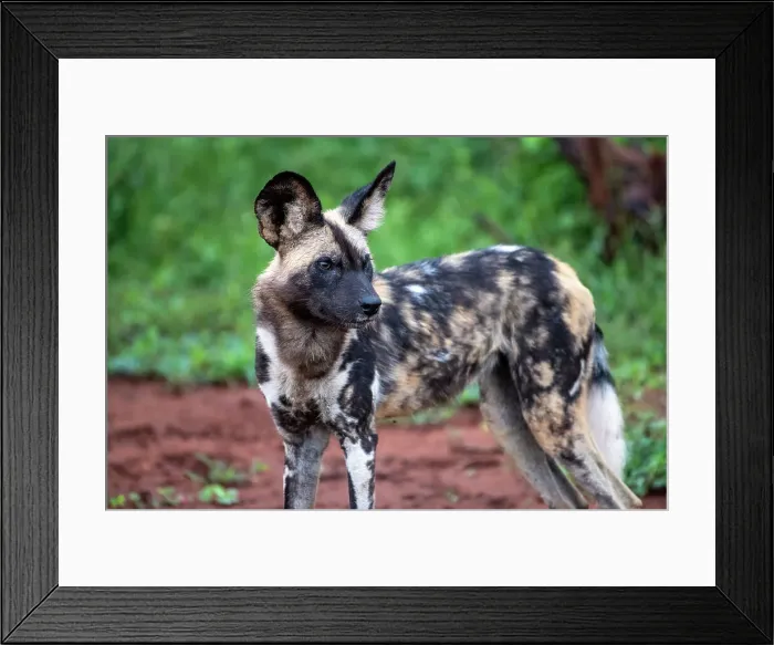 Framed Print : Africa Lycaon Pictus Maka Makanyane South Africa Framed Print : Africa Lycaon Pictus Maka Makanyane South Africa