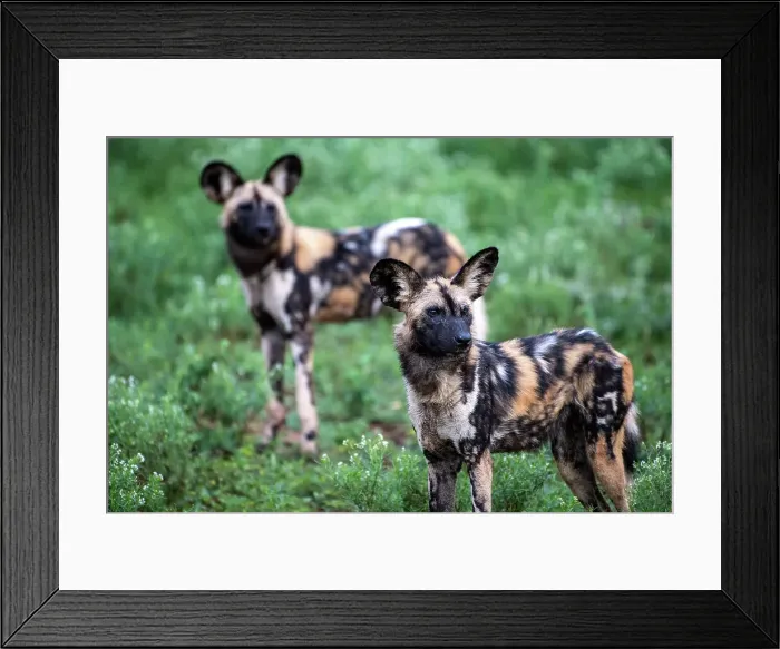 Framed Print : Africa Lycaon Pictus Maka Makanyane South Africa