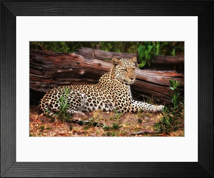 Framed Print : Leopard Panthera pardus sitting by a log