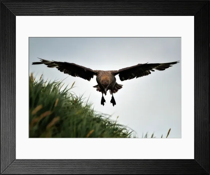 Framed Print : Bird Flying Animal Outdoors Nature Sky Animal Wildlife