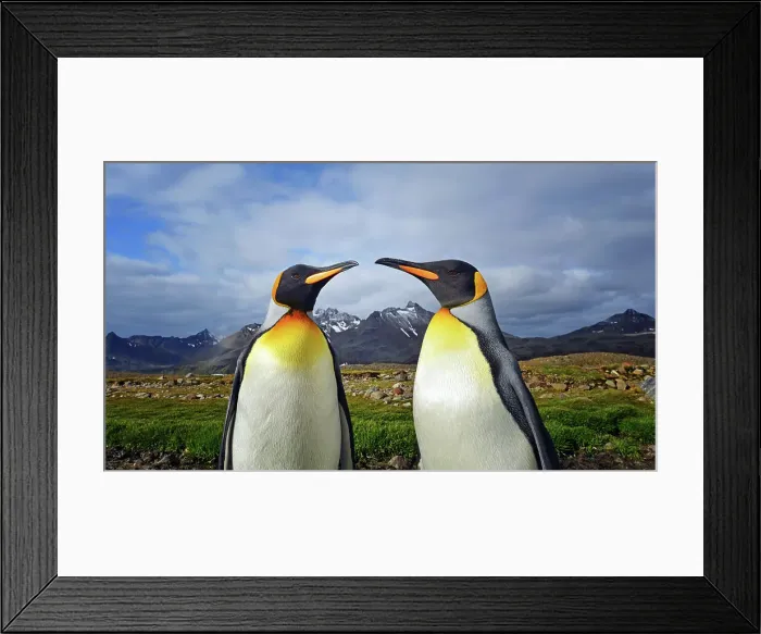 Framed Print : Adventure Travel Adventure Antarctica Climate Change