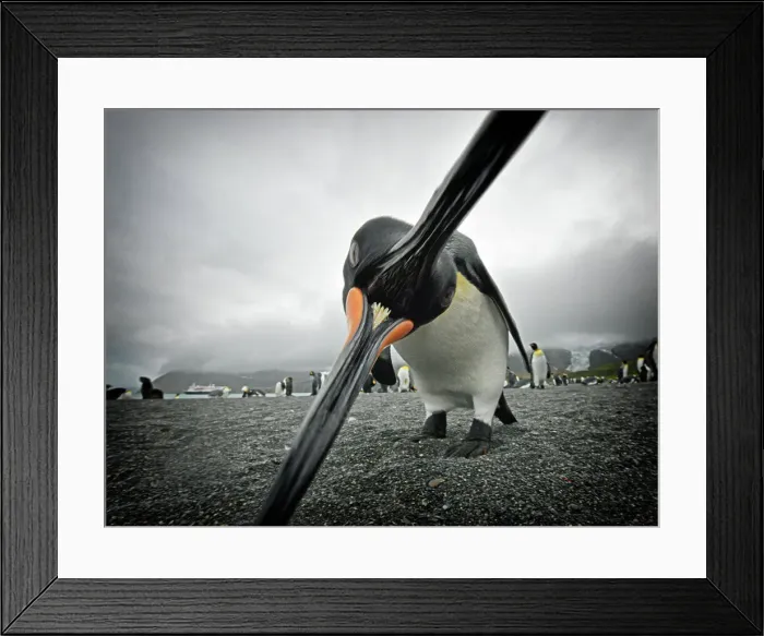 Framed Print : Penguin Outdoors Bird Nature Animal Wildlife