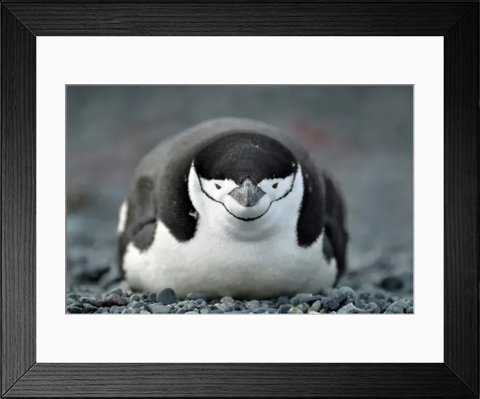 Framed Print : Penguin Animal Bird No People Outdoors Animal Wildlife