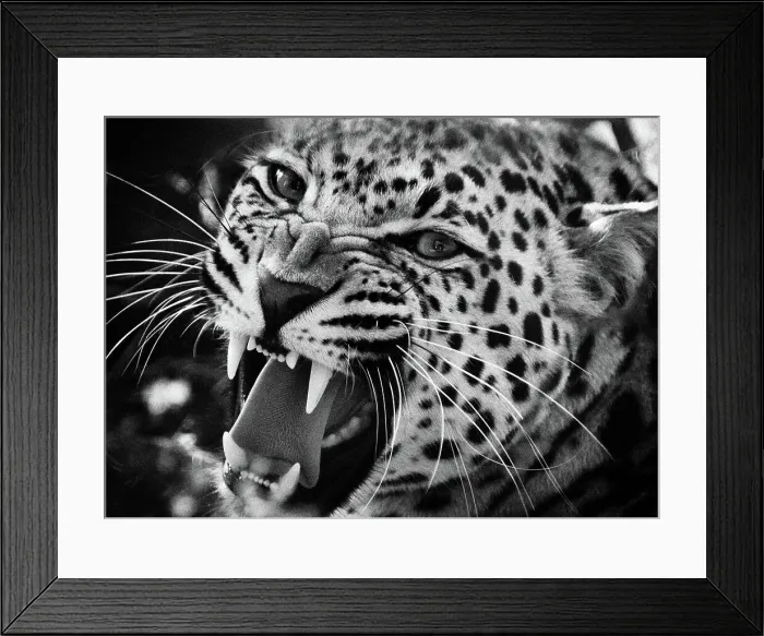 Framed Print : Leopard snarling (Panthera pardus)