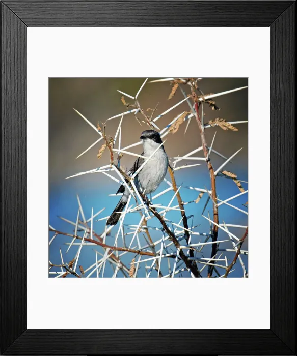 Framed Print : Bird Nature No People Outdoors Animal Feather Framed Print : Bird Nature No People Outdoors Animal Feather