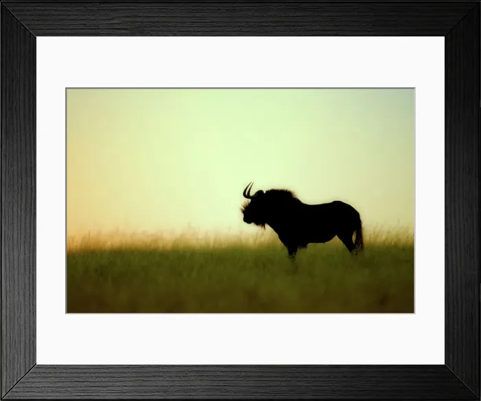 Framed Print : Wildebeest at sunrise, South Africa Framed Print : Wildebeest at sunrise, South Africa