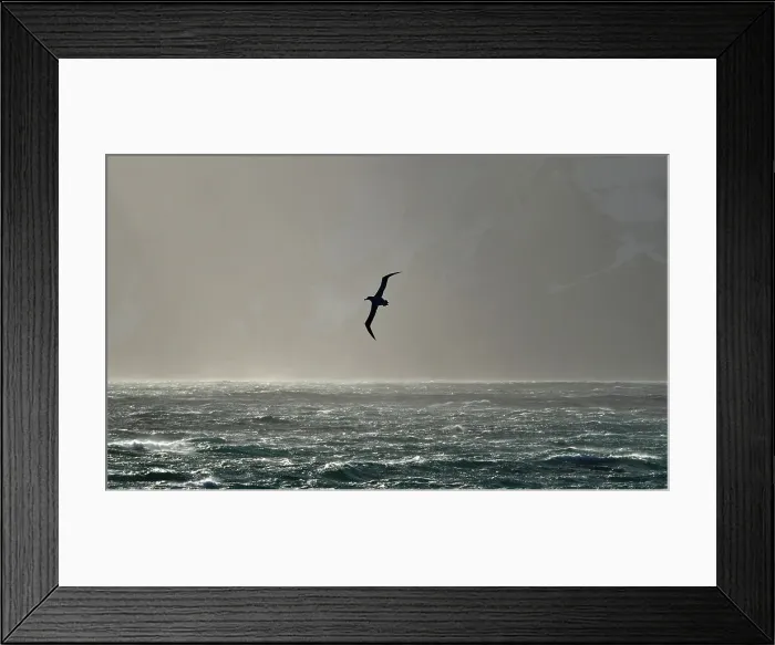 Framed Print : Sea Bird Flying No People Outdoors Nature Water Framed Print : Sea Bird Flying No People Outdoors Nature Water
