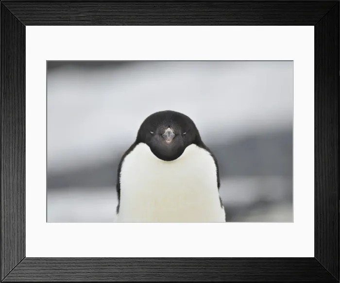 Framed Print : Penguin Animal Bird No People Outdoors Animal Wildlife Framed Print : Penguin Animal Bird No People Outdoors Animal Wildlife