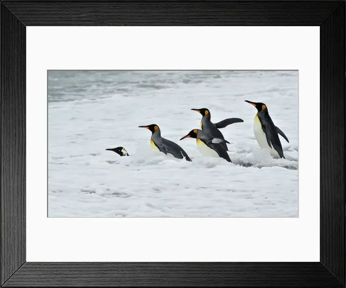 Framed Print : Adventure Travel Adventure Antarctica Climate Change Framed Print : Adventure Travel Adventure Antarctica Climate Change