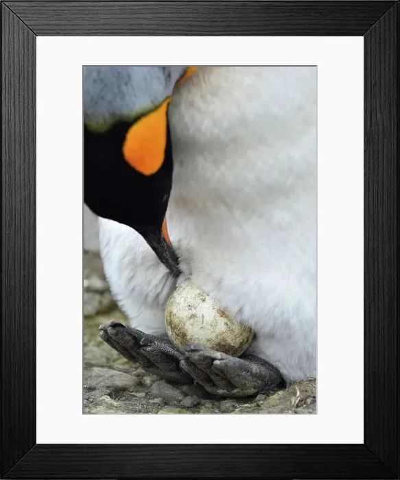 Framed Print : Penguin Bird Animal No People Animal Wildlife Framed Print : Penguin Bird Animal No People Animal Wildlife