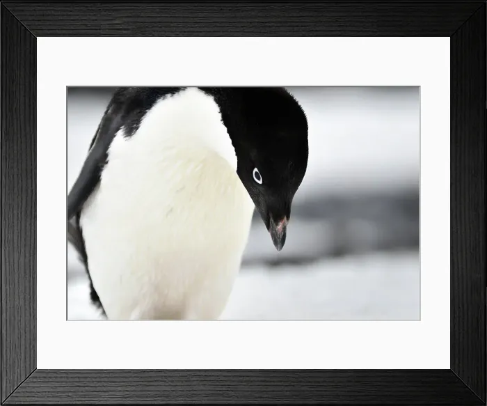 Framed Print : Penguin Animal Bird No People Outdoors Animal Wildlife Framed Print : Penguin Animal Bird No People Outdoors Animal Wildlife
