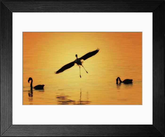 Framed Print : Flamingo landing at sunset Framed Print : Flamingo landing at sunset