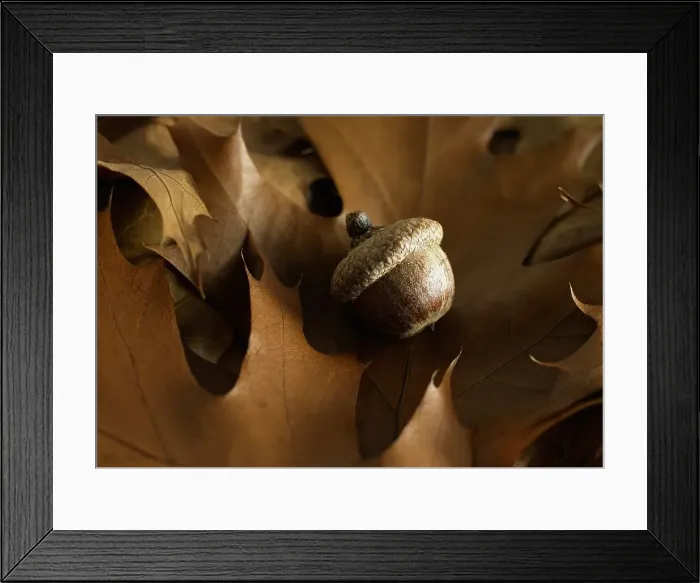Framed Print : Acorn laying on top of brown oak tree leaves Framed Print : Acorn laying on top of brown oak tree leaves