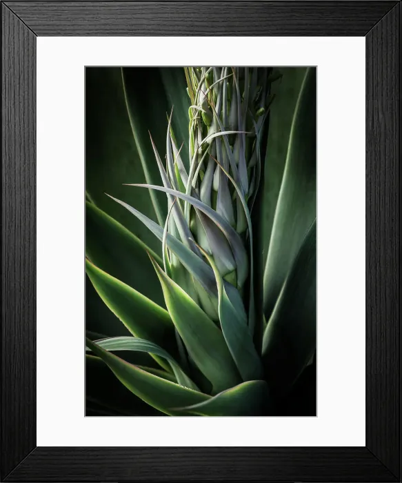Framed Print : Agave. Flower spike of Agave forming
