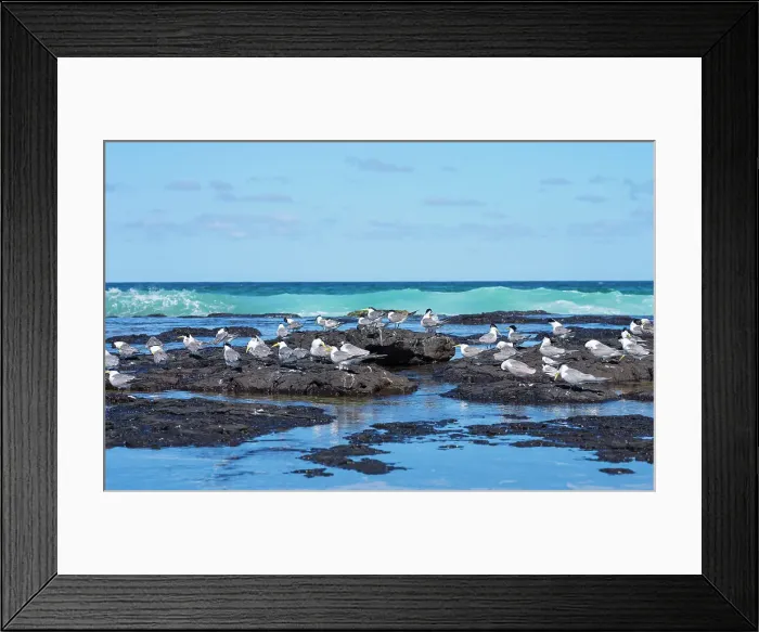 Framed Print : Crested Tern Sanctuary Framed Print : Crested Tern Sanctuary