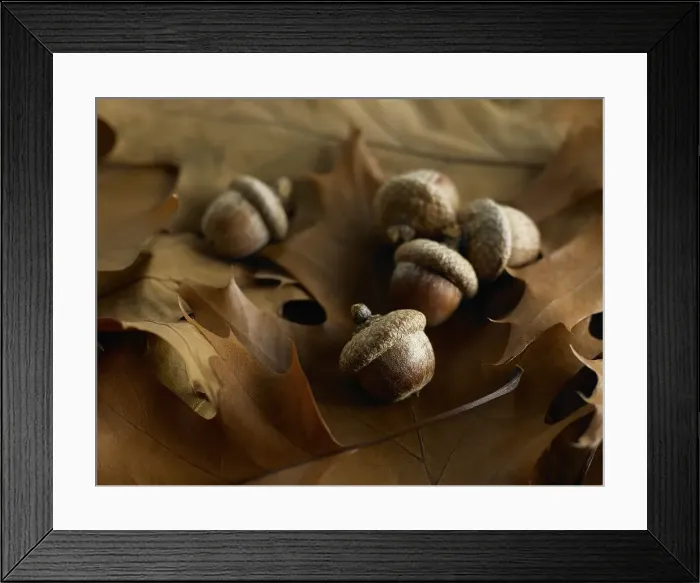 Framed Print : Acorns. Group of Acorns laying on top of brown oak tree leaves Framed Print : Acorns. Group of Acorns laying on top of brown oak tree leaves