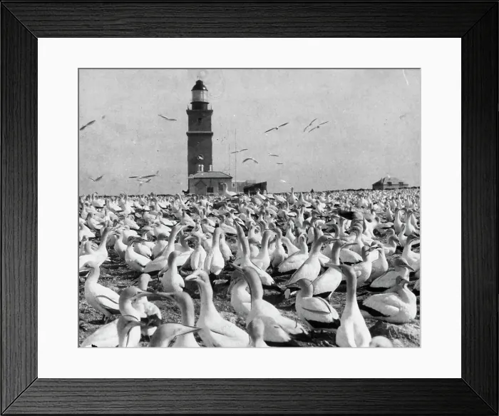 Framed Print : where Thousands Of Birds Find A Nesting Place.Bird Island, port Elizabeth South Africa... Photo shows a view of some of the countless thousands of bird of all bright plumages who annually nest on bird Island during the mating season. This Island is located but 34 miles out of port Elizabeth keepers on the island see other people from the mainland but once a month Framed Print : where Thousands Of Birds Find A Nesting Place.Bird Island, port Elizabeth South Africa... Photo shows a view of some of the countless thousands of bird of all bright plumages who annually nest on bird Island during the mating season. This Island is located but 34 miles out of port Elizabeth keepers on the island see other people from the mainland but once a month